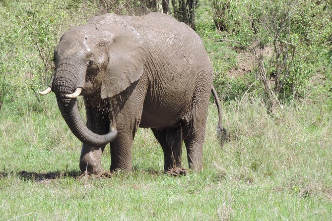 4-Day Adventure to Lake Nakuru & Maasai Mara - Day 1: Rhinos and flamingos at Lake Nakuru