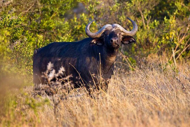 4-Day Budget Camping Safari: Masai Mara & Lake Nakuru - Leaving Nairobi for the Masai Mara