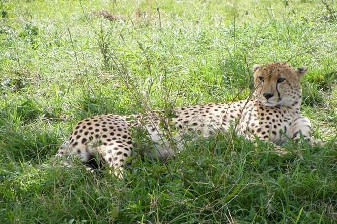 4-Day Budget Camping Safari: Masai Mara & Lake Nakuru - The Maasai village option