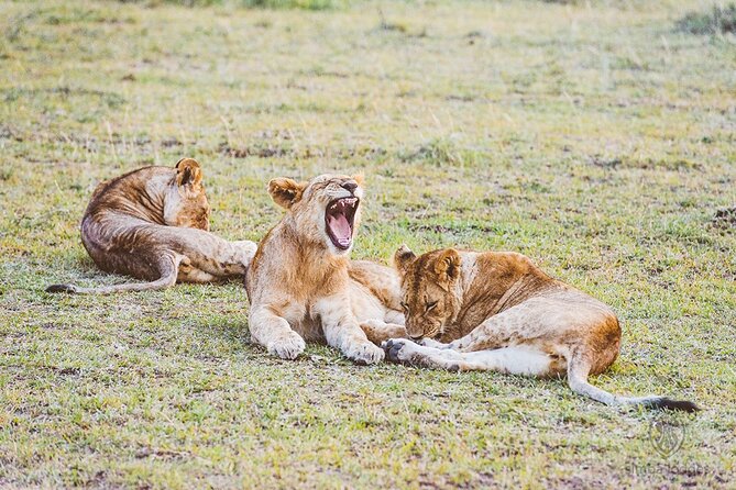 4 day Group Safari To Maasai Mara and L. Nakuru Park by 4x4 jeep - Day One: Nairobi to Maasai Mara via the Rift Valley