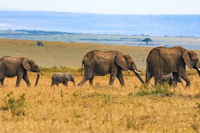 4 day Group Safari To Maasai Mara and L. Nakuru Park by 4x4 jeep - Sleeping in a Tented Camp Without Giving Up a Shower