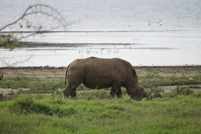 4-Day Group Safari to Maasai Mara & Lake Nakuru- 4 x 4 jeep - Key points to know before booking