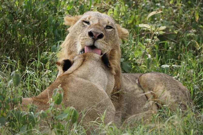 4-Day Group Safari to Maasai Mara & Lake Nakuru- 4 x 4 jeep - Day 1: Nairobi, the Rift Valley, and your first Mara drive