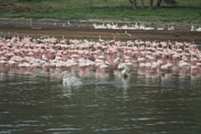 4-Day Group Safari to Maasai Mara & Lake Nakuru- 4 x 4 jeep - Who will enjoy this safari most
