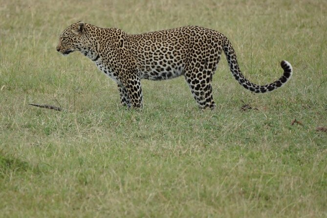 4-Day Group Safari to Maasai Mara & Lake Nakuru- 4 x 4 jeep - Day 2: The full-day Maasai Mara search