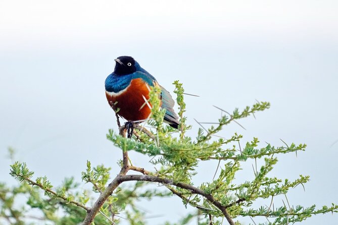 4 Day Group Tour to Maasai Mara and Lake Nakuru by a 4WD Cruiser - What this four-day safari is really offering