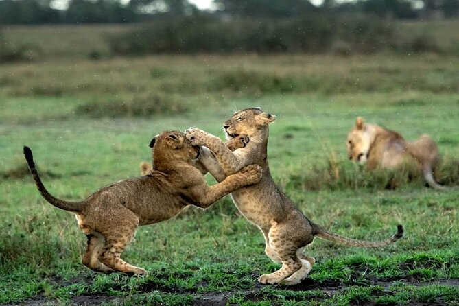 4 Day Group Tour to Maasai Mara and Lake Nakuru by a 4WD Cruiser - Day three: leaving the Mara for Nakuru