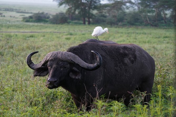 4 Day Group Tour to Maasai Mara and Lake Nakuru by a 4WD Cruiser - Meals, water, and the practical side of the ride