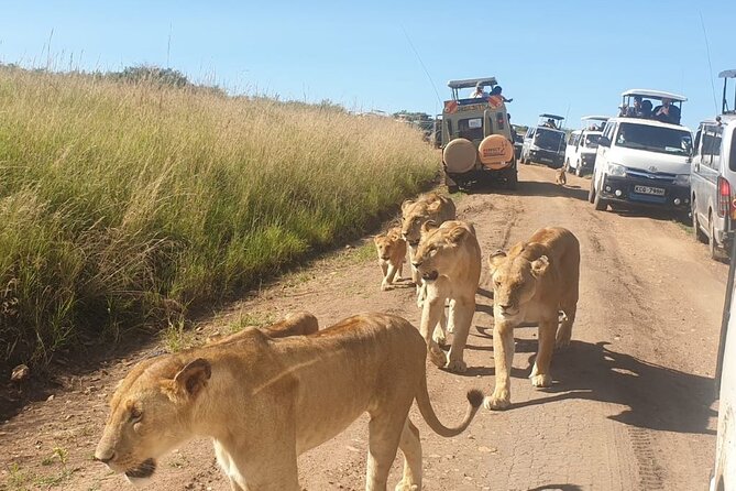 4 Day Group Tour to Maasai Mara and Lake Nakuru by a 4WD Cruiser - The true price and what to confirm