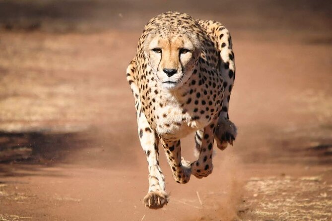 4 Day Group Tour to Maasai Mara and Lake Nakuru by a 4WD Cruiser - Day one: Nairobi, the Rift Valley, and the first Mara drive