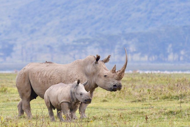 4-Day Lake Naivasha & Amboseli- Luxury Grp Joining Safari - Amboseli’s early start is the safari highlight