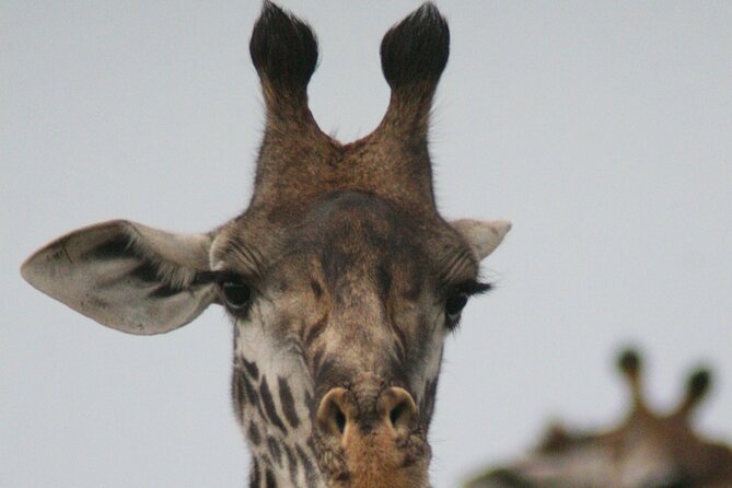 4-Day Lake Naivasha & Amboseli- Luxury Grp Joining Safari - The final day combines comfort and pressure