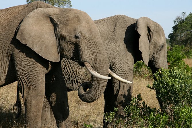 4-Day Lake Naivasha & Amboseli- Luxury Grp Joining Safari - What to pack and what to confirm