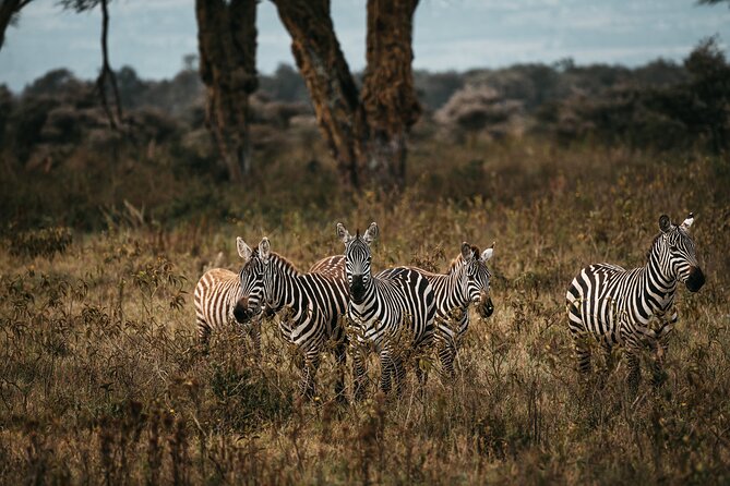 4-Day Maasai Mara and Lake Nakuru Safari from Nairobi - Why this four-day route works from Nairobi