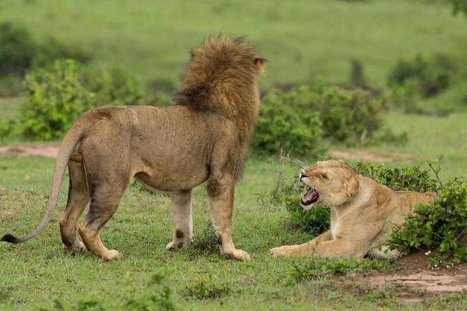 4-Day Maasai Mara and Lake Nakuru Safari from Nairobi - Day four: morning wildlife at Lake Nakuru and return to Nairobi