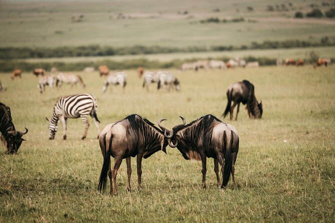 4-Day Maasai Mara and Lake Nakuru Safari from Nairobi - What the $1,743.25 price really covers