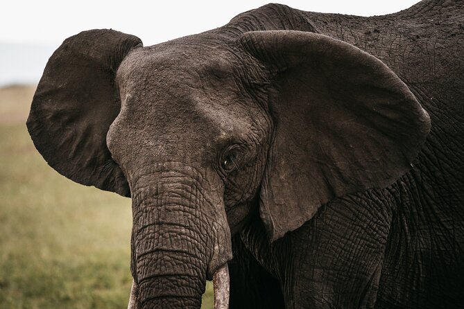 4-Day Maasai Mara and Lake Nakuru Safari from Nairobi - The guide and vehicle can shape the whole safari