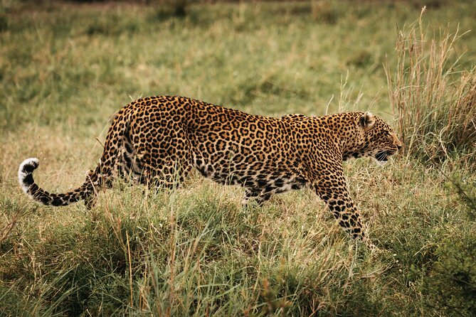4-Day Maasai Mara and Lake Nakuru Safari from Nairobi - Day one: Nairobi to Maasai Mara with a Rift Valley stop