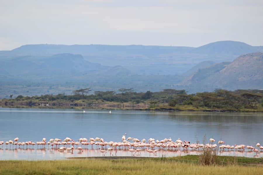 4-Day Maasai Mara & Lake Nakuru Camping Safari on a 4x4 Jeep - Budget camps versus hotel nights