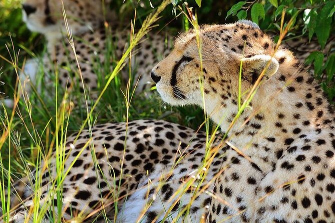 4-Day Masai Mara and Lake Nakuru Jeep Safari - Day one: the Rift Valley road to Maasai Mara