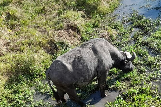 4-Day Masai Mara and Lake Nakuru Jeep Safari - Food, vehicles, and the small-group advantage