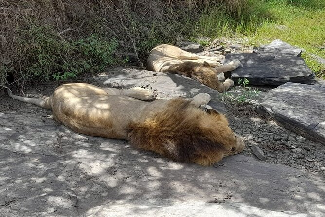 4-Day Masai Mara and Lake Nakuru Jeep Safari - What is included, and what costs extra