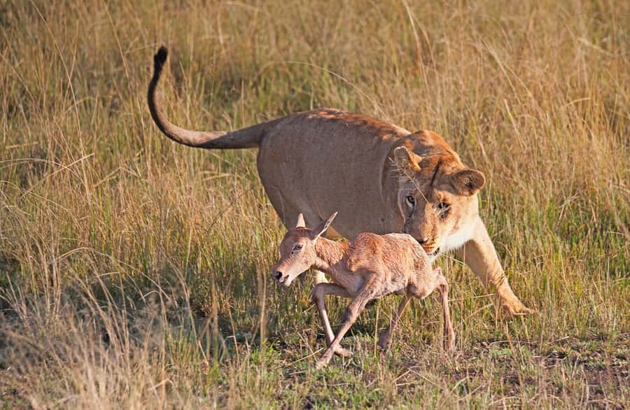 4-Day Masai Mara and Lake Nakuru Safari - Why this Masai Mara and Lake Nakuru route works