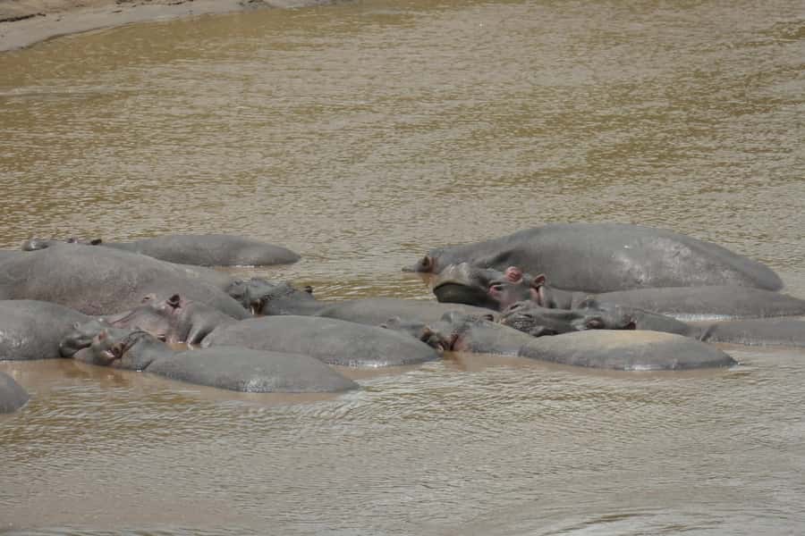 4-Day Masai Mara and Lake Nakuru Safari - The vehicle, guide, and daily comfort