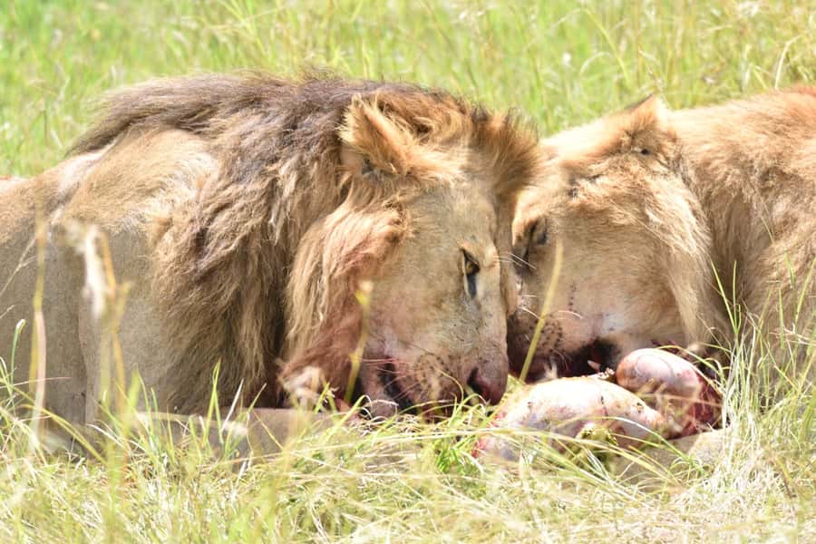 4-Day Masai Mara and Lake Nakuru Safari - Who will enjoy this safari most