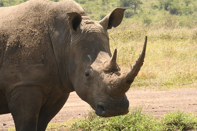 4-Day Masai Mara and Lake Nakuru safari from Nairobi. - Day 3: Dawn predators, then the transfer to Lake Nakuru