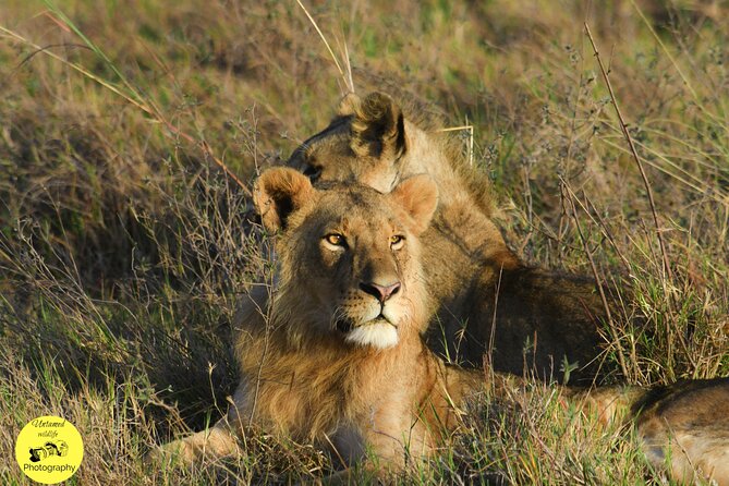 4-Day Masai Mara and Lake Nakuru safari from Nairobi. - Day 4: Flamingos, rhinos, and the return to Nairobi