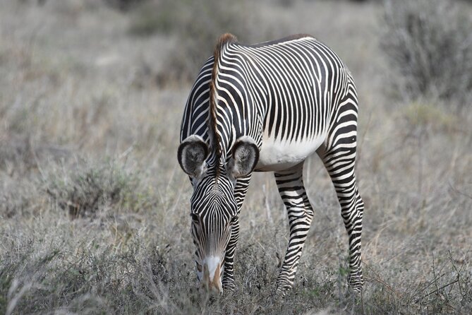 4-Day Masai Mara and Lake Nakuru safari from Nairobi. - The minivan, group size, and daily rhythm