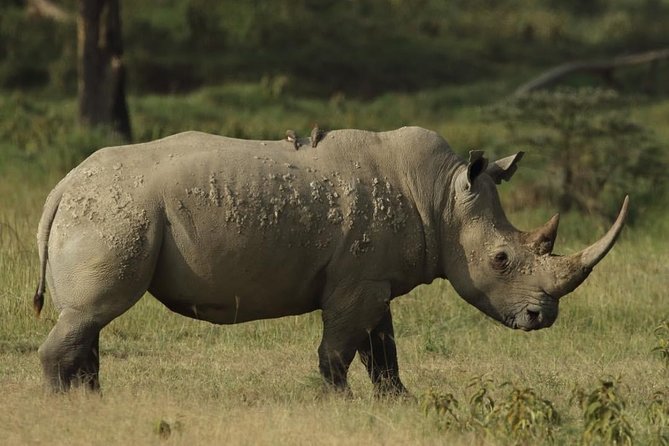 4-Day Masai Mara and Lake Nakuru safari from Nairobi. - Day 2: A full Maasai Mara search for the Big Five