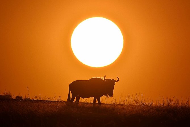 4-Day Masai Mara and Lake Nakuru Safari Tour from Nairobi - Why this safari works well from Nairobi