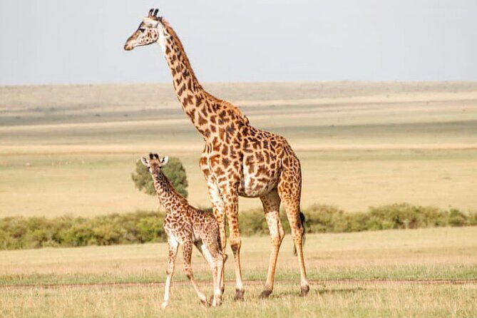4-Day Masai Mara and Lake Nakuru Safari Tour from Nairobi - Day 4: An early Nakuru drive and the return to Nairobi