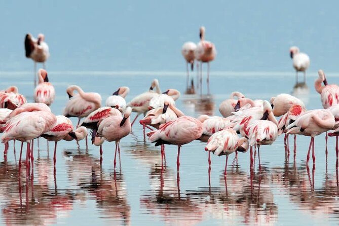 4-Day Masai Mara and Lake Nakuru Safari Tour from Nairobi - Who should choose this four-day route?