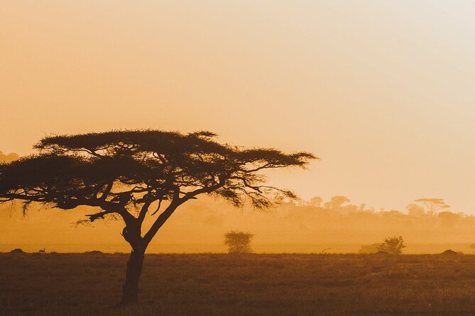 4-Day Masai Mara and Lake Nakuru Safari Tour from Nairobi - Day 2: A full day in Masai Mara