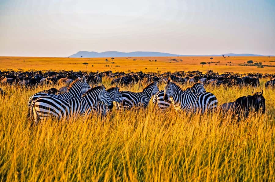 4-Day Masai Mara and Lake Nakuru Safari - Day 1: Nairobi to Masai Mara through the Rift Valley