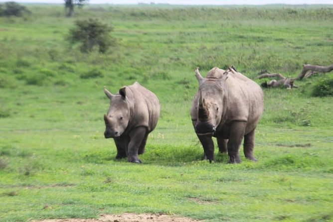 4-Day Masai Mara Big Five Safari - Why two full days in the Masai Mara matter