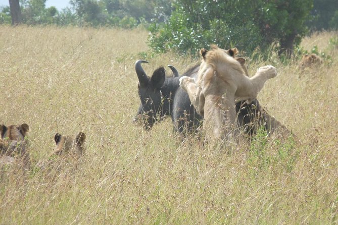 4-Day Masai Mara Big Five Safari - Day 3: Covering new ground in search of missed wildlife