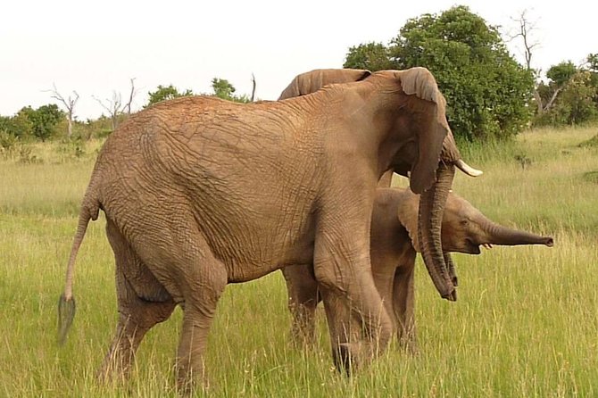 4-Day Masai Mara Big Five Safari - The guides can shape the whole experience