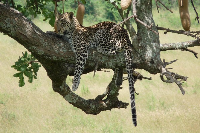 4-Day Masai Mara Big Five Safari - What the private format means for you