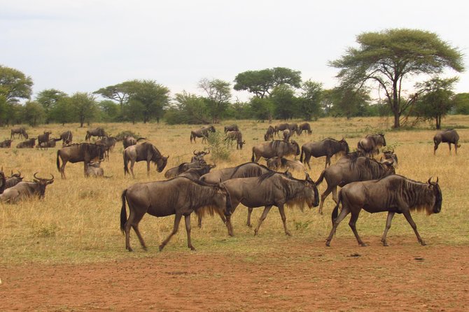 4-Day Masai Mara Big Five Safari - Day 1: Nairobi, the Rift Valley, and the road to camp