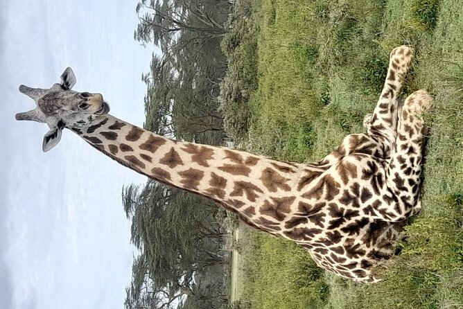 4-Day Masai Mara, L Naivasha and L Nakuru Safari - Day two: a full Masai Mara wildlife day