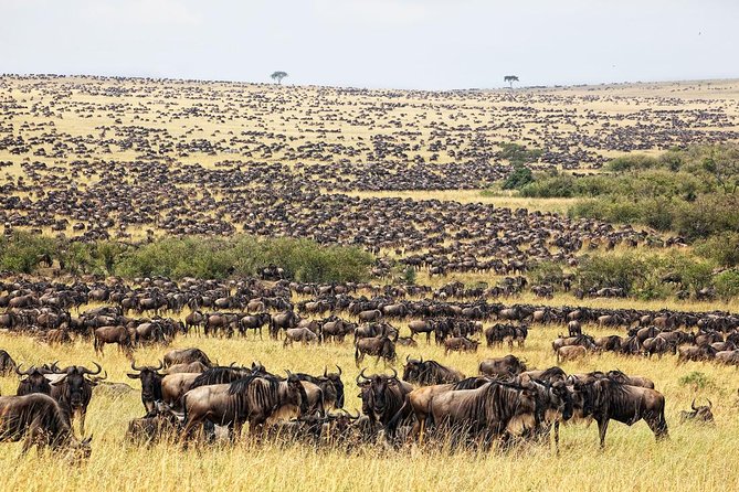 4 Day Masai Mara & Lake Nakuru Group Joining Camping Safari - Daily Departures - Day 4: Rhinos, flamingos, and the return to Nairobi