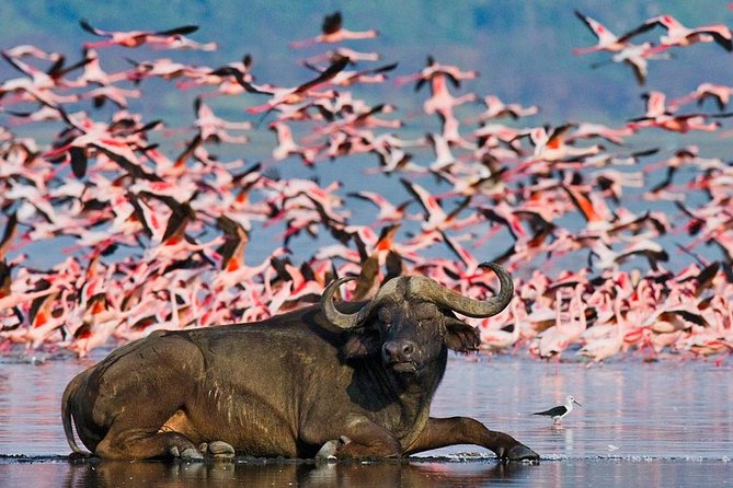 4 Day Masai Mara & Lake Nakuru Group Joining Camping Safari - Daily Departures - Is $1,495 good value?