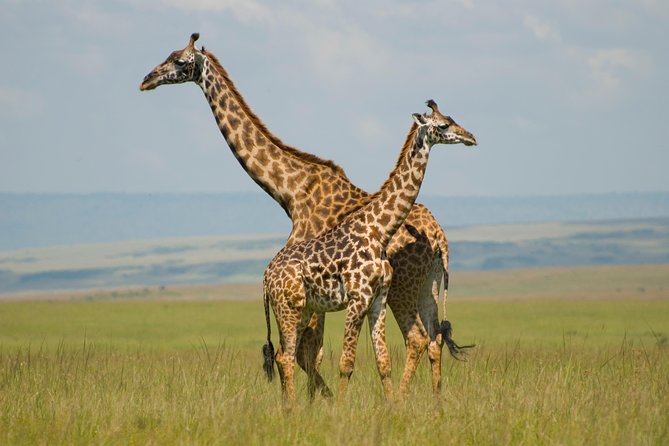 4 Day Masai Mara & Lake Nakuru Group Joining Camping Safari - Daily Departures - Day 1: Nairobi to Maasai Mara through the Rift Valley