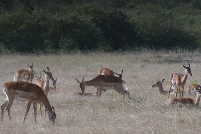 4-Day Masai Mara - Luxury Private safari (JEEP) - The long return through Narok