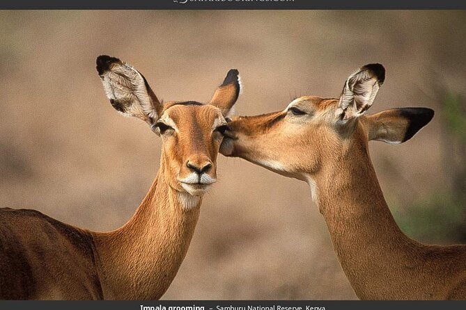 4-Day Masai Mara - Luxury Private safari (JEEP) - Who should book this safari?