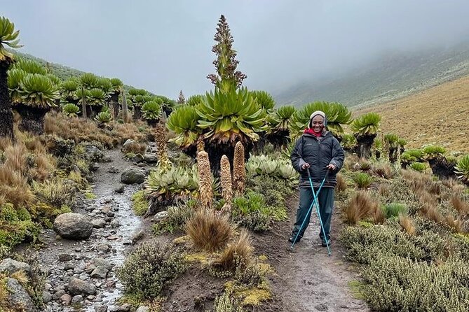 4-Day Mount Kenya Trekking with Pick Up - Day 4: Rainforest descent and the road back to Nairobi